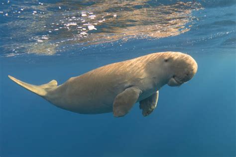 What Are The Predators Of Dugongs? - Worldwide Nature