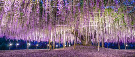 Ashikaga Flower Park