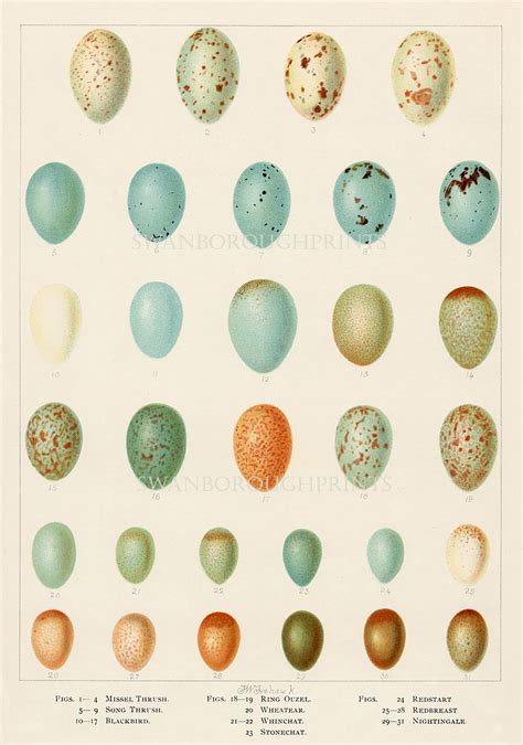 Bird Eggs Print Song Birds Eggs Print. 31 Birds Eggs Wall - Etsy UK