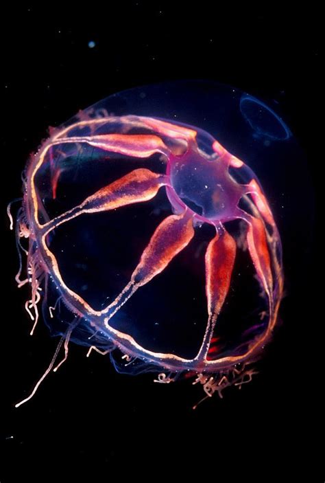 Glow in the Dark Deep-Sea Species - Free The Ocean | Jellyfish pictures ...