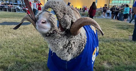 Meet Dominic, the Official Ram Mascot of Angelo State University