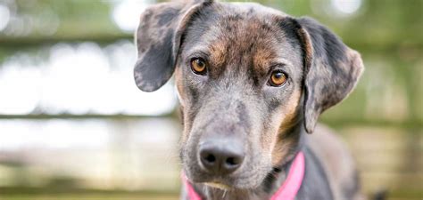 Catahoula Leopard Dog Temperament Traits, Behaviors and Personality