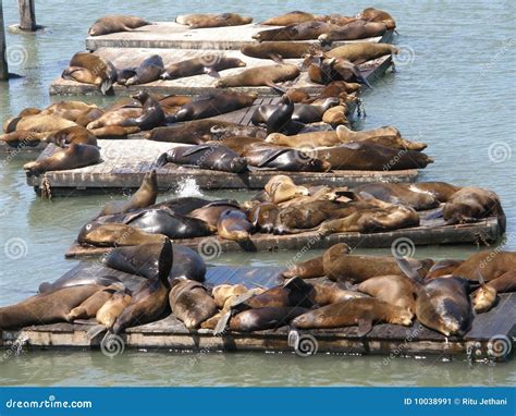 Sea Lions at Fisherman S Wharf in San Francisco Stock Image - Image of ...