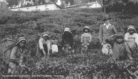 History of Darjeeling Tea