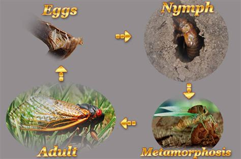 Arachnids Diagram 3417 | The Best Porn Website