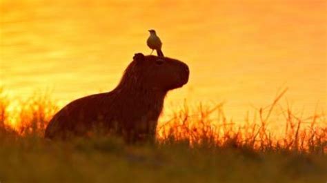 Capibara, el roedor más amistoso del mundo que ayuda a otros animales