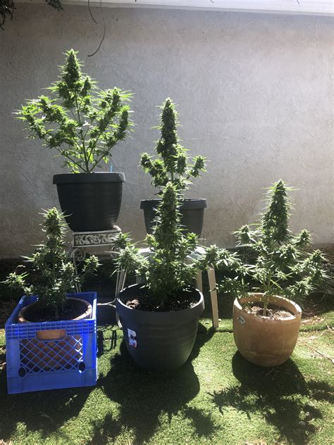 My first grow. Candy Kush auto-flower Growers Choice seeds. Day 80 outdoor grow. : r/Autoflowers