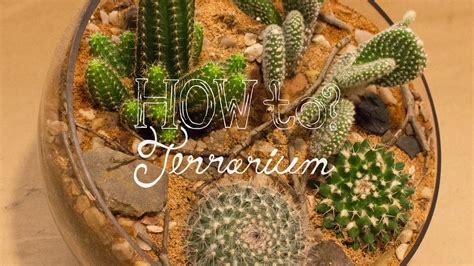 Make a Cactus Terrarium - How To Terrarium ep. 4 - YouTube