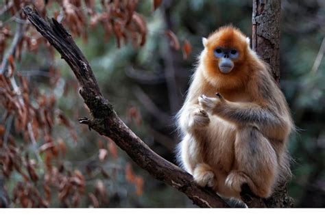 10 of the Most Endangered Species in China | Earth.Org