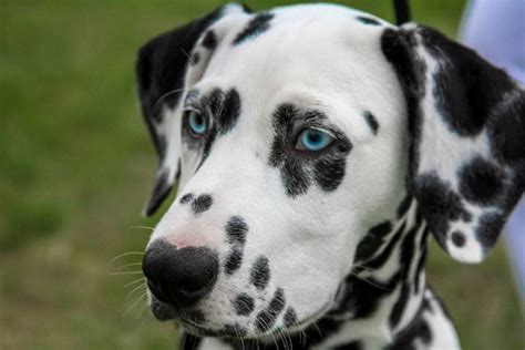 70 Unique Names for Dogs With Spots | PetHelpful