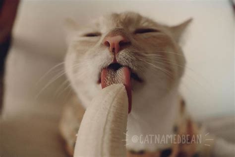 Cat Obsessed With Bananas Is Going Viral For How Inappropriate His Pics ...