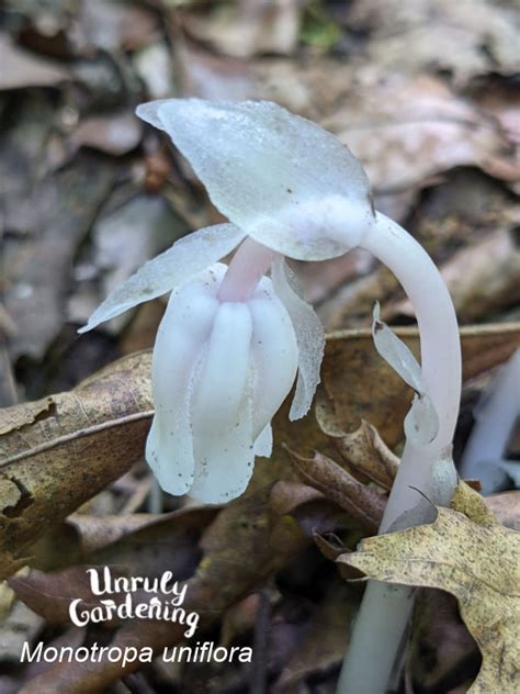 All About Ghost Pipe (Monotropa uniflora) - Unruly Gardening