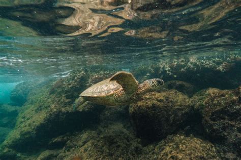 The 5 Spots You're GUARANTEED to Find SEA TURTLES ON MAUI