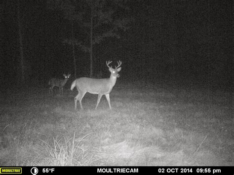 New photos show deer in the rut