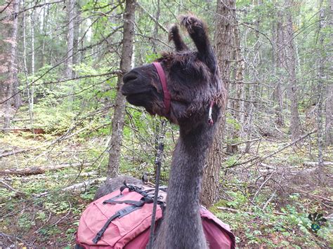 Llama trekking Montana: A most memorable travel micro-adventure ...