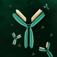 Application Note: Recombinant Antibody Formats, Expressions, and Applications