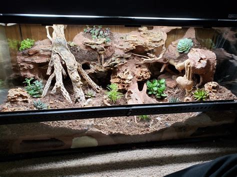 Bioactive Excavator clay set up | Leopard gecko terrarium, Gecko terrarium, Leopard gecko