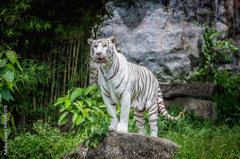 White tiger in green tropical forest jungle.White tiger standing in a ...