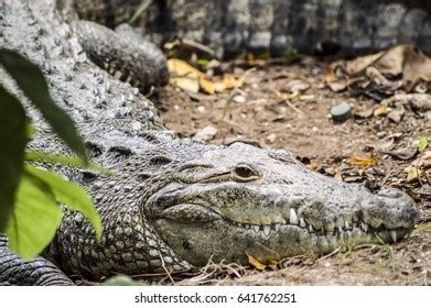 Closeup Ocellated Lizard Timon Lepidus Sunning Stock Photo 2219641531 | Shutterstock