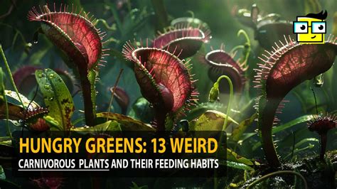 Hungry Greens: 13 Weird Carnivorous Plants And Their Feeding Habits - Stay Weird