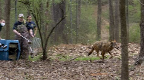 Red Wolves: A Story of Resilience and Conservation - Carolina Tiger Rescue