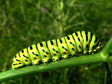 Fotofaunacieza: Oruga de Machaon.