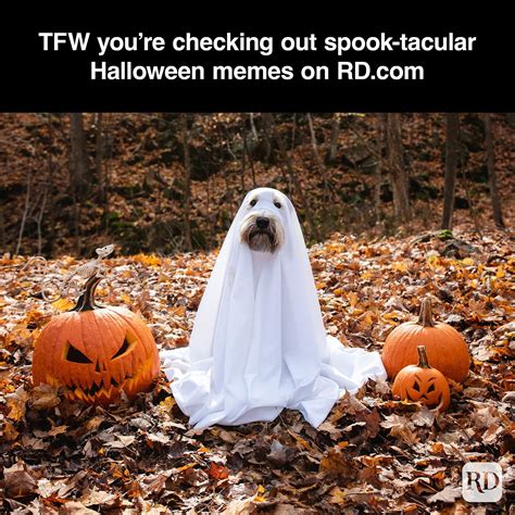Funny Halloween Memes Funny Memes Hilarious Spooktobe - vrogue.co