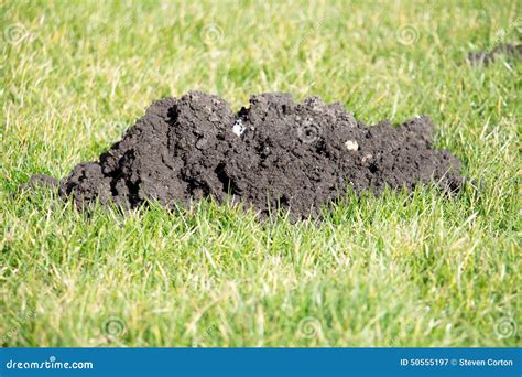 Mole Hills in the Garden Lawn Stock Image - Image of flora, grass: 50555197