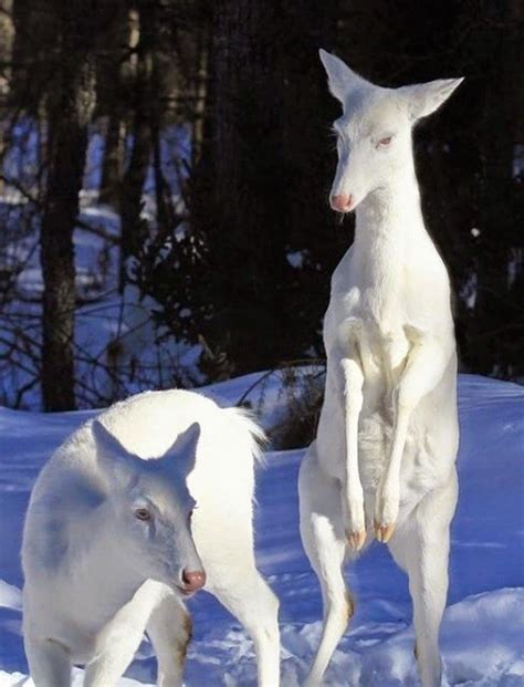 Albino Deer | Rare animals, Albino animals, Animals