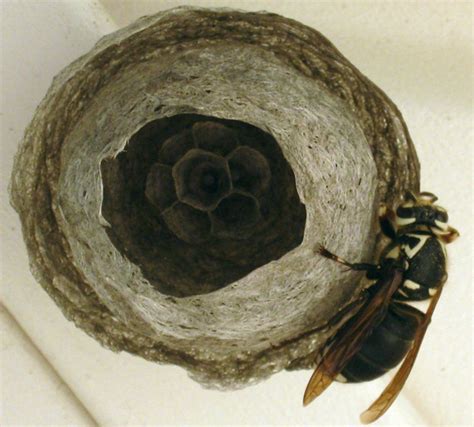 Bald Faced Hornet Queen builds Nest - What's That Bug?