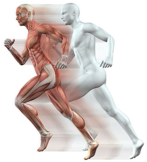 Bone Density and Weight-Bearing Exercise