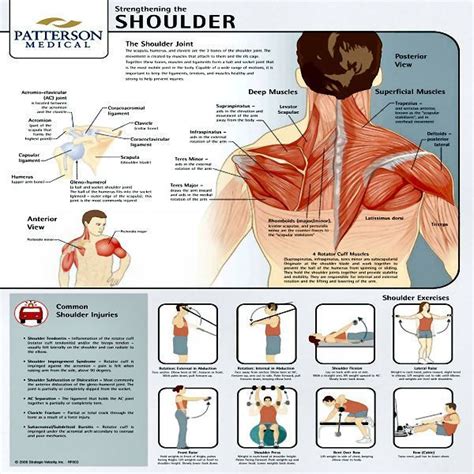 Shoulder Strengthening Exercises | Chart Strengthening The Shoulder ...