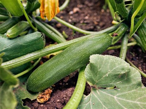 Deformed Zucchinis - Reasons For Bumps And Yellow Spots On Zucchini