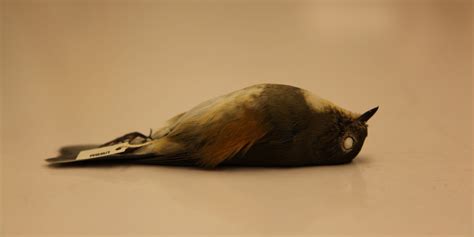 Rare Siberian bird found dead in Washington state | Burke Museum