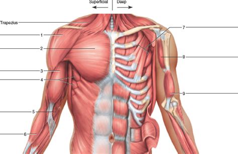 Identify The Muscles In The Figure