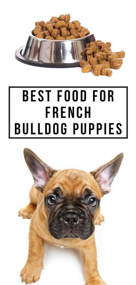 Best Food For French Bulldog Puppy Dogs - Top Tips And Brand Reviews