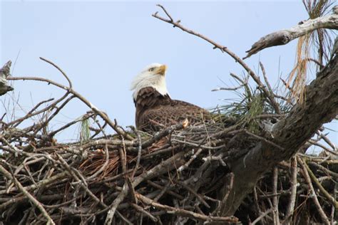 Wildlife Photos: African Eagle Breeding, wildlife photos from Anthony Goldman's Gallery