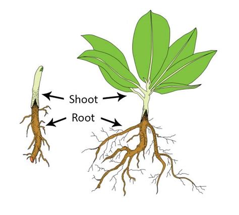 Grafting Types, Root Grafting