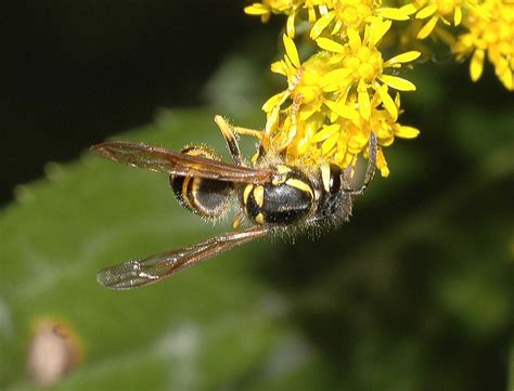 Vespula maculifrons (Vespidae) image 13850 at