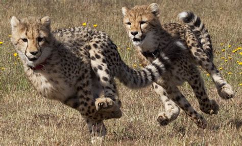 cheetahs running - Cheetah Photo (37681180) - Fanpop