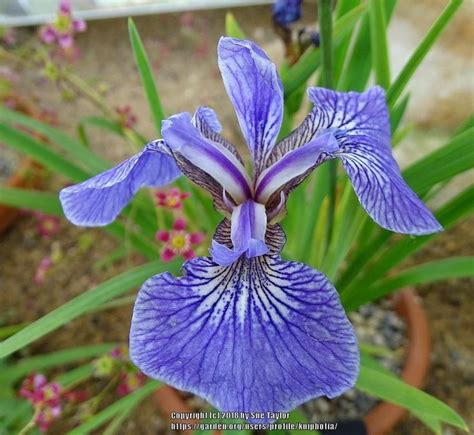 Bloom photo of Species Iris (Iris setosa) uploaded to Garden.org by kniphofia | Iris, Species, Bloom