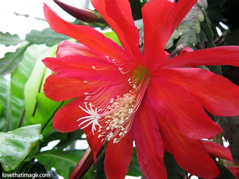 Red orchid cactus macro | Sara's Fave Photo Blog