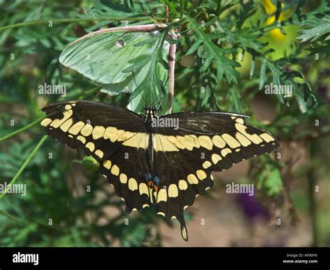 Arizona Phoenix Desert Botanical Garden Butterfly Garden green one is nocturnal Lunar Moth Stock ...