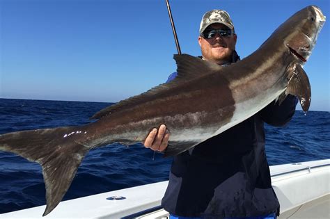 Cobia Fishing in the Florida Keys