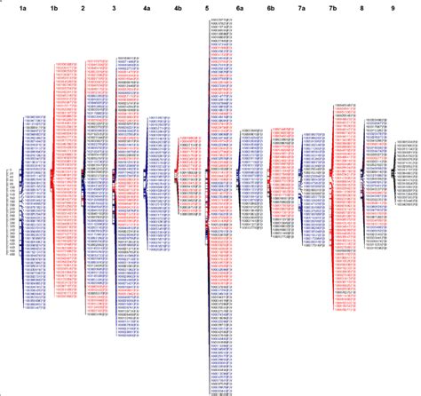 Integrated linkage map constructed in OneMap software. The linkage ...