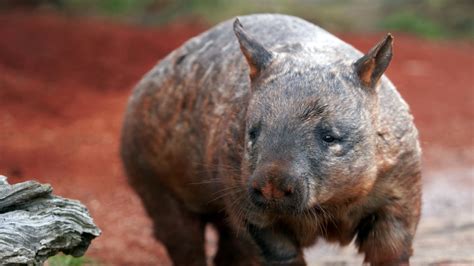 Wombat butt biting sex habits could be helpful for its survival | Mashable