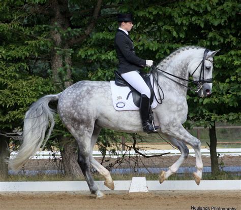 dressage class M** | Michele Neuland | Flickr