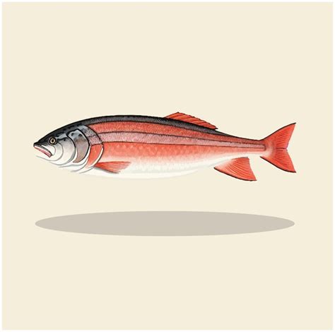 Salmon Fish Illustration Images - Free Download on Freepik