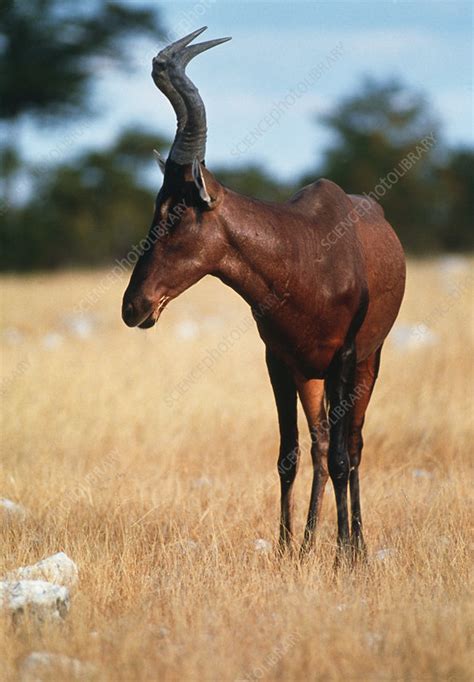 Red hartebeest - Stock Image - Z956/0052 - Science Photo Library