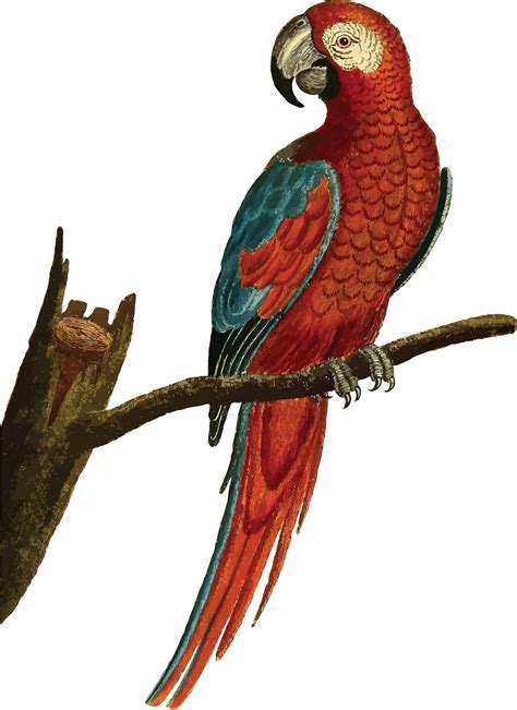 Free Clipart Of A macaw parrot bird